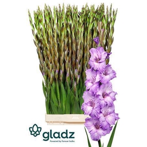 GLADIOLUS GR 'MILKA'