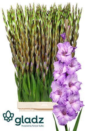 <h4>GLADIOLUS GR 'MILKA'</h4>