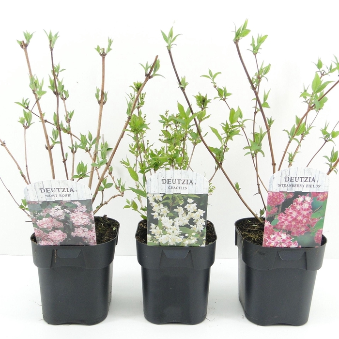 <h4>Deutzia overig</h4>