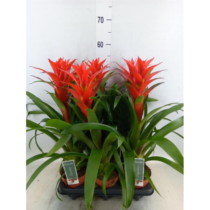 <h4>Guzmania  'Ostara'</h4>