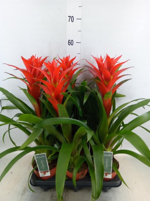 <h4>Guzmania  'Ostara'</h4>