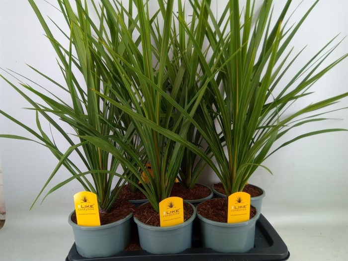 <h4>Cordyline indivisa 'Peko'</h4>