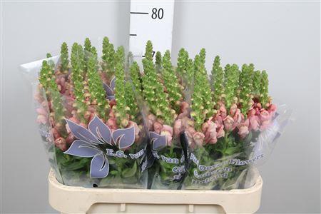 <h4>Antir Cool Rose</h4>