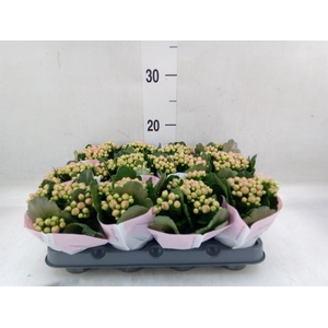 Kalanchoe  'MoreFlow Lillian'