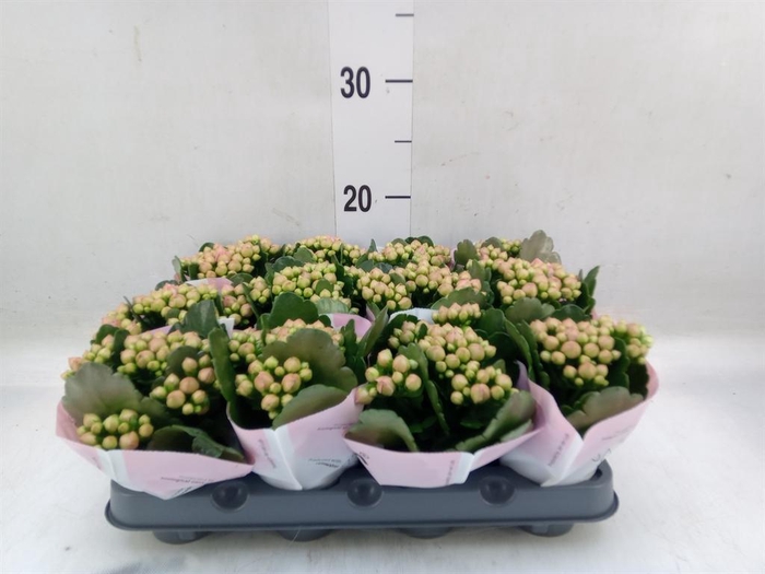 <h4>Kalanchoe 'MoreFlow Lillian'</h4>