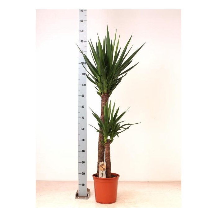 <h4>YUCCA</h4>