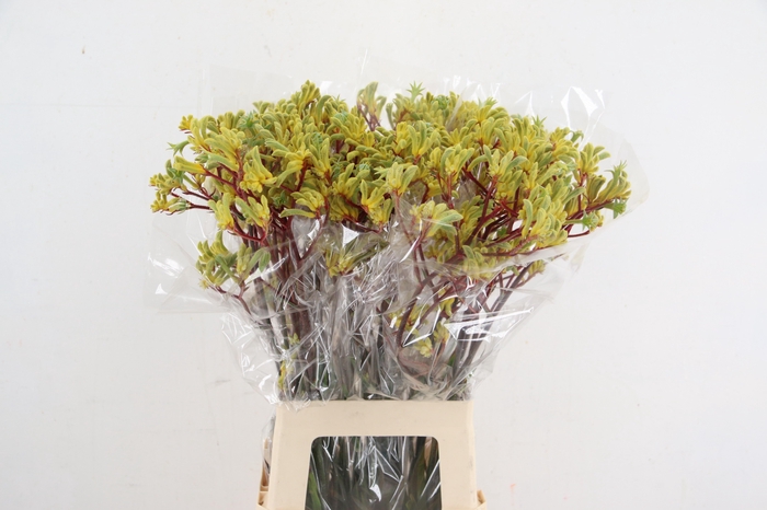 <h4>ANIGOZ EMMA YELLOW 070CM</h4>