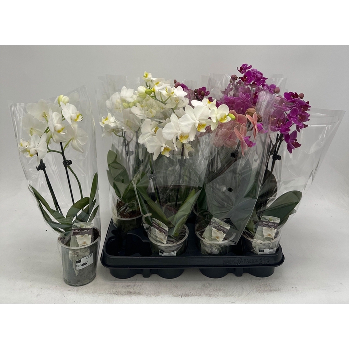 <h4>PHAL GEM</h4>