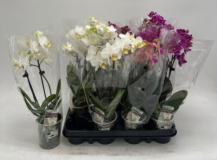 PHAL GEM