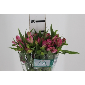 ALSTROEMERIA PAMELA 080 CM