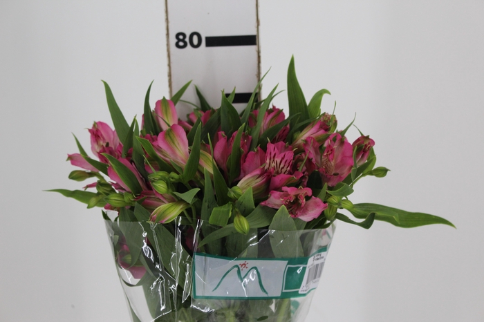 <h4>ALSTROEMERIA PAMELA 080 CM</h4>