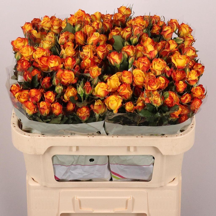 <h4>Rosa spray eyeliner</h4>