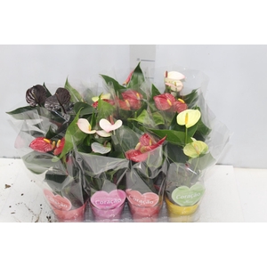 ANTHURIUM VARIADO P09