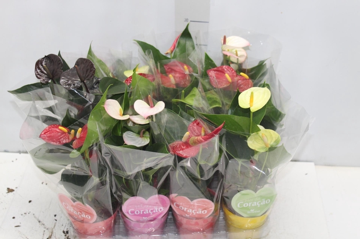 <h4>ANTHURIUM VARIADO P09</h4>
