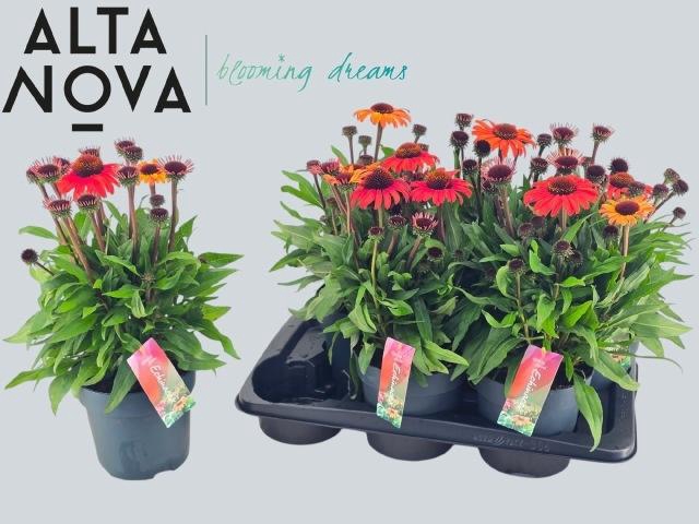 <h4>ECHINA MOOODZ DEVOTI</h4>