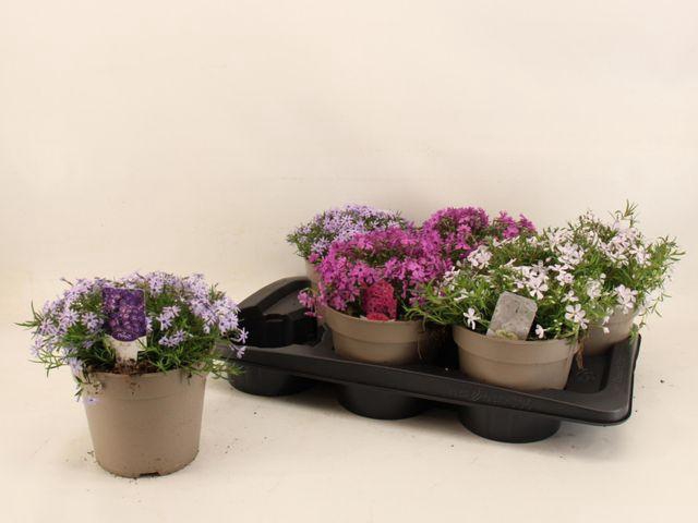 <h4>PHLOX SUBULATA</h4>