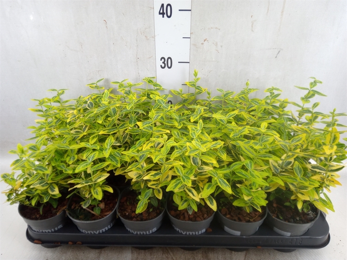 <h4>Euonymus fortunei 'Emerald n Gold'</h4>