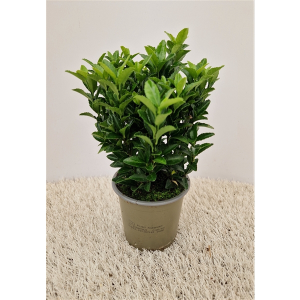 <h4>Euonymus Green Spire</h4>