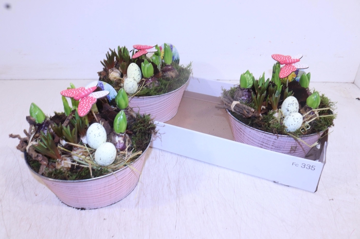 <h4>ARR BOL KNOLGEWAS</h4>