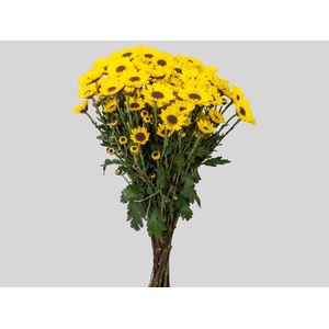 CRISANTEMO SANTINI GIRASSOL 070 CM