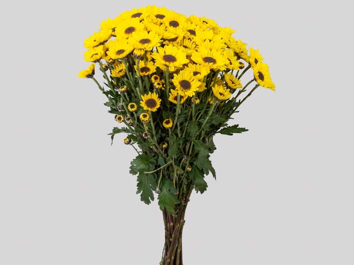<h4>CRISANTEMO SANTINI GIRASSOL 070 CM</h4>