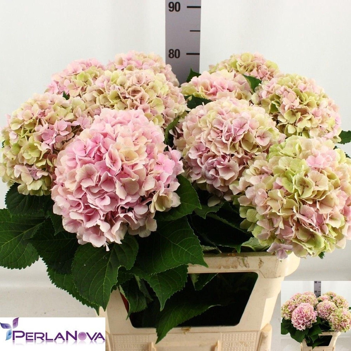 <h4>HYDRANGEA  'VERENA'  CL</h4>