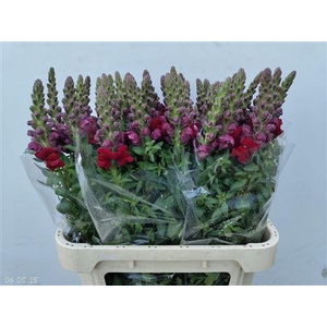 ANTIR ANTIBES RED