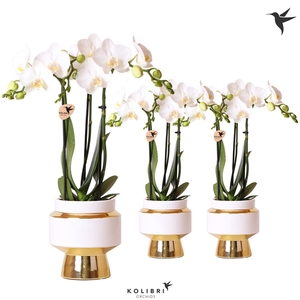 Kolibri Orchids Phalaenopsis white 3 spike in Le Chic pot gold