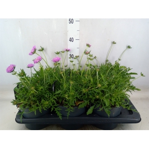 Scabiosa columb. 'Pink Mist'