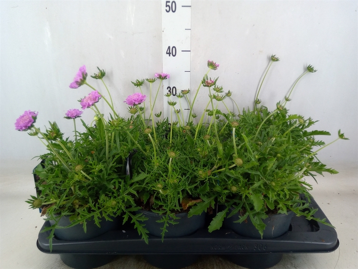 <h4>Scabiosa columb. 'Pink Mist'</h4>