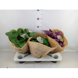 Planten Groen   ...mix  3