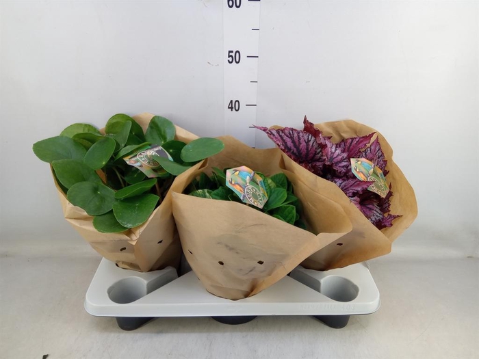 <h4>Planten Groen ...mix 3</h4>