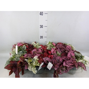 Hypoestes phyllo.   ...mix