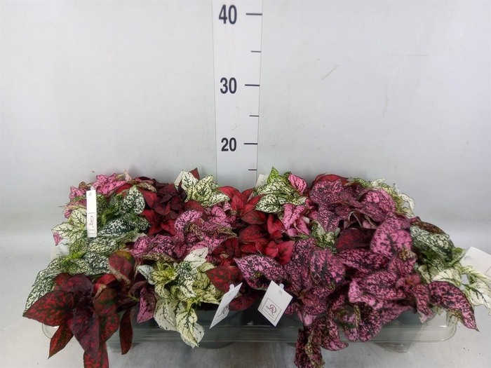 <h4>Hypoestes phyllo.   ...mix</h4>