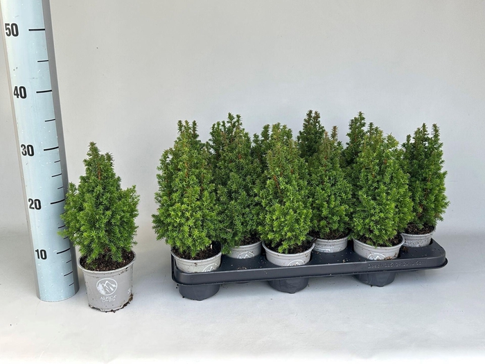 <h4>Chamaecyparis thyoides Alpica</h4>