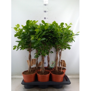 Ficus microcarpa 'Moclame'