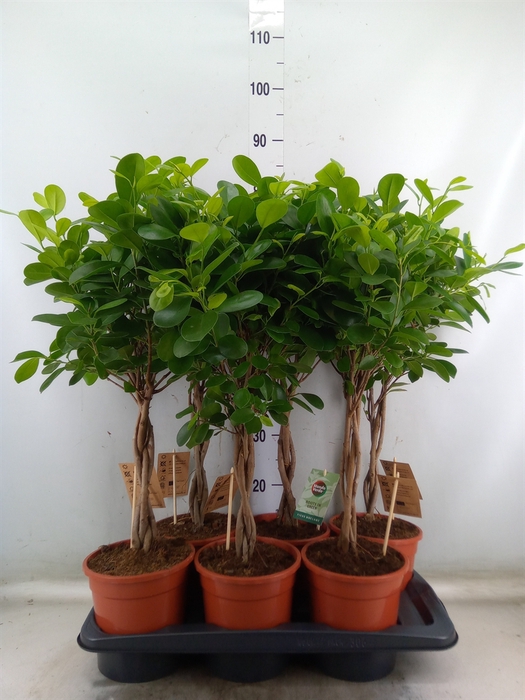 <h4>Ficus microcarpa 'Moclame'</h4>