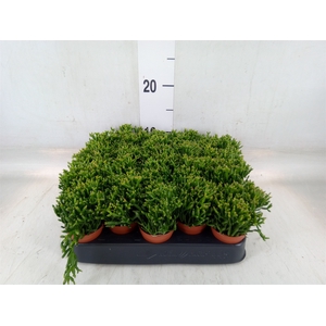Rhipsalis   ...
