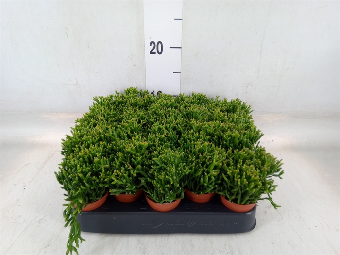 <h4>Rhipsalis   ...</h4>