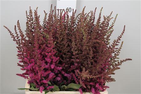 <h4>Astilbe  'Maggie Daley'</h4>