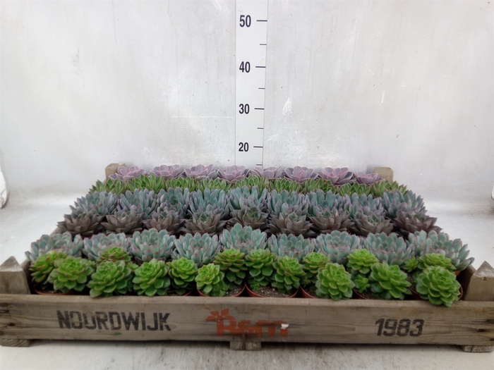 <h4>Echeveria   ...</h4>