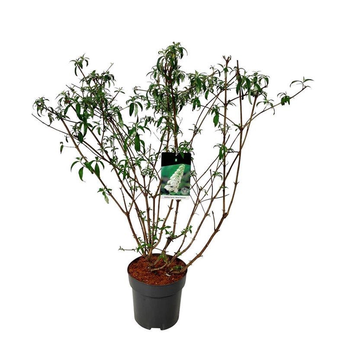 <h4>Buddleja dav. 'White Profusion'</h4>