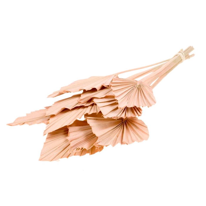 <h4>Palmspear 10pc Coral Misty</h4>