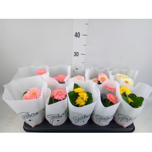 Gerbera   ...mix