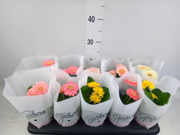 <h4>Gerbera   ...mix</h4>