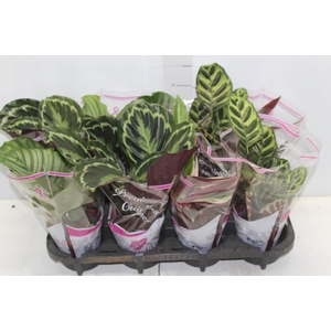 MARANTA VARIADO P12