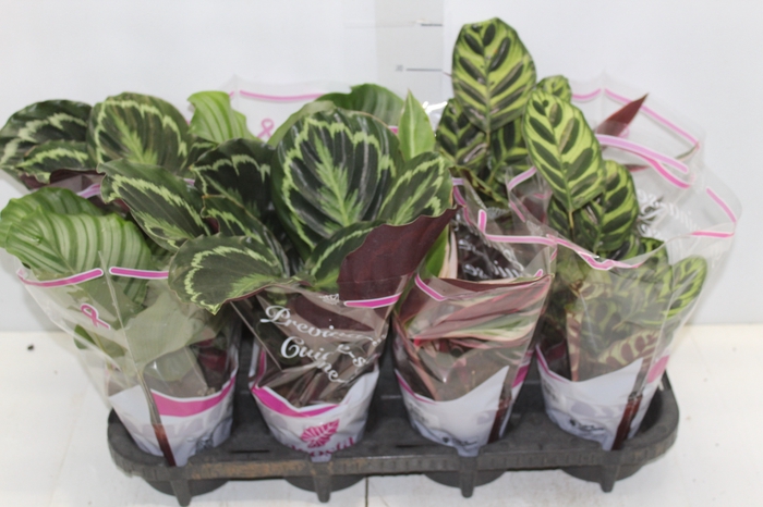 <h4>MARANTA VARIADO P12</h4>