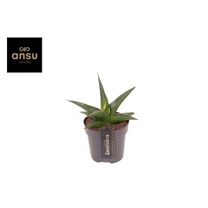 Sansevieria Comet Mini Amazon No. 2