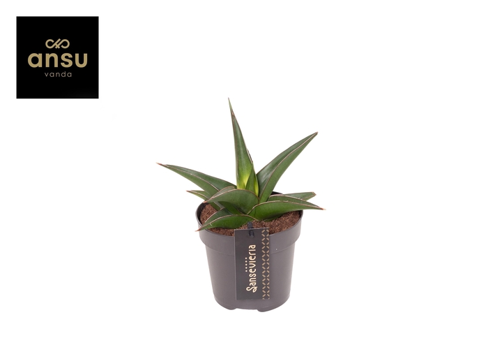 <h4>Sansevieria Comet Mini Amazon No. 2</h4>