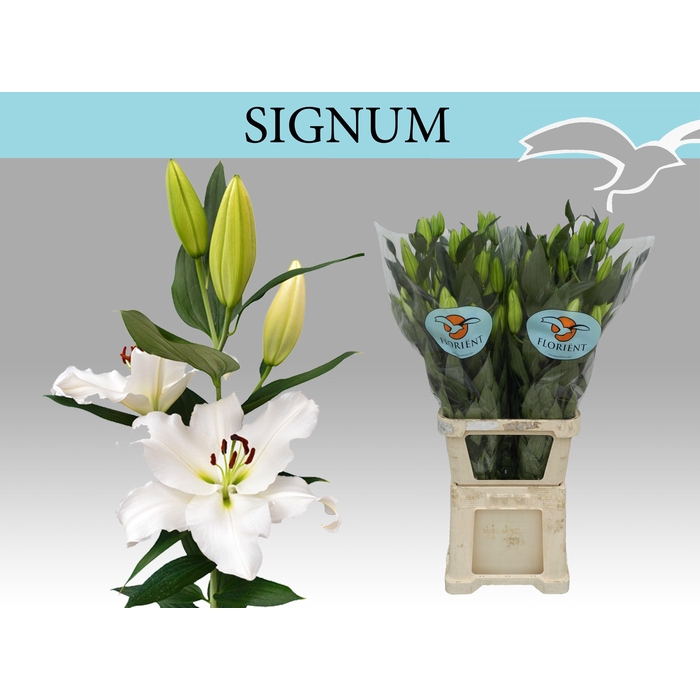 <h4>Li Or Signum</h4>